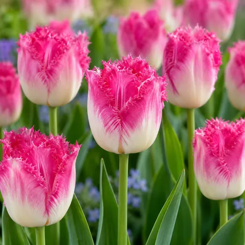 Tulipán Auxerre – ružovo-biely strapkatý tulipán Tulipán Auxerre – ružovo-biely strapkatý tulipán