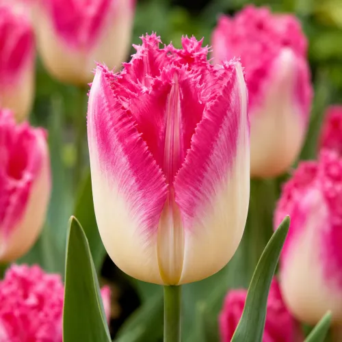 Tulipán Auxerre – ružovo-biely strapkatý tulipán