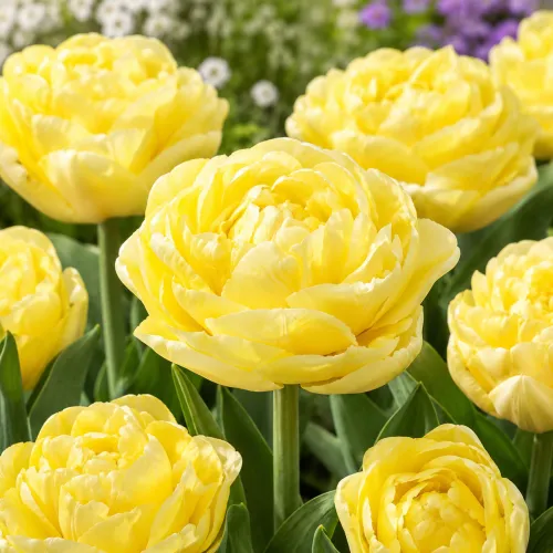 Tulipán Avantgarde – žltý plnokvetý tulipán