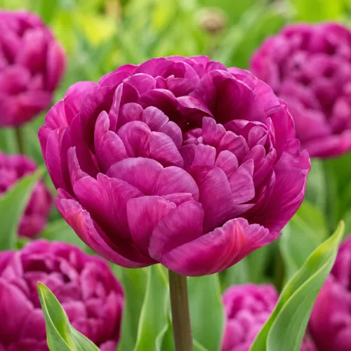 Tulipán Backpacker – fialový plnokvetý tulipán