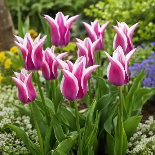 Tulipán Ballada – fialovo-biely ľaliokvetý Tulipán Ballada – fialovo-biely ľaliokvetý