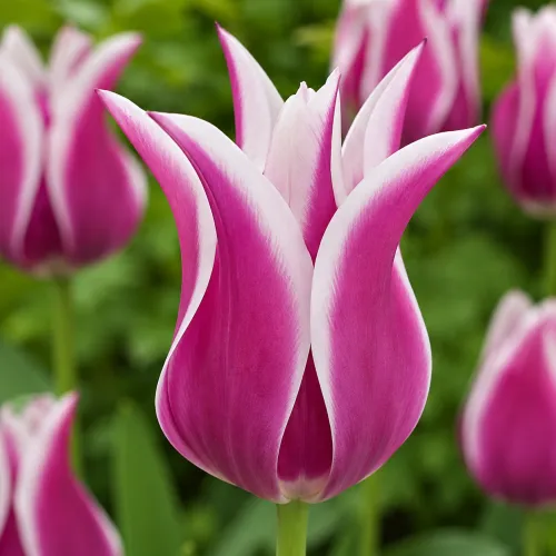 Tulipán Ballada – fialovo-biely ľaliokvetý