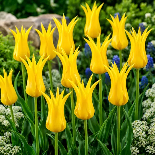 Tulipán Ballade Gold – žltý ľaliokvetý Tulipán Ballade Gold – žltý ľaliokvetý
