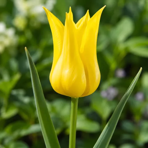 Tulipán Ballade Gold – žltý ľaliokvetý