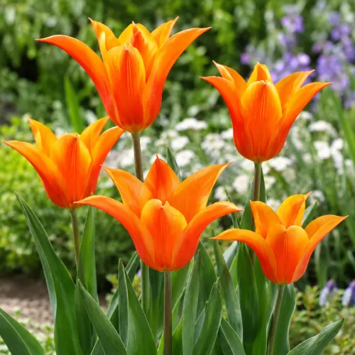 Tulipán Ballade Orange – oranžový ľaliokvetý Tulipán Ballade Orange – oranžový ľaliokvetý