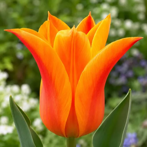 Tulipán Ballade Orange – oranžový ľaliokvetý
