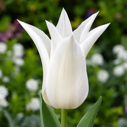 Tulipán Ballade White – biely ľaliokvetý