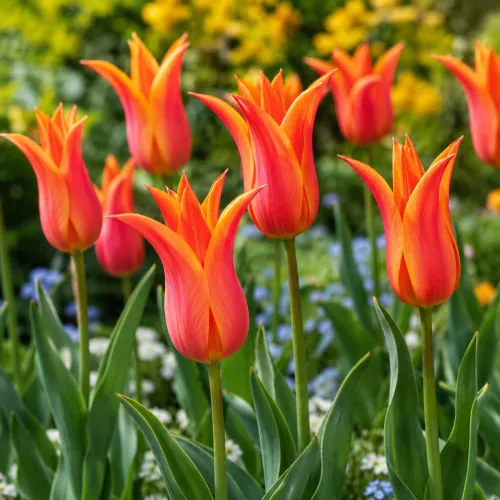 Tulipán Ballerina – oranžový ľaliokvetý