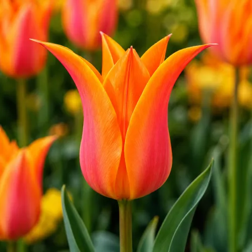 Tulipán Ballerina – oranžový ľaliokvetý