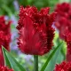 Tulipán Barbados – tmavočervený strapkatý tulipán
