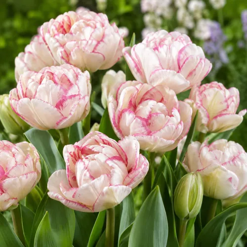 Tulipán Belicia – bielo-ružový viackvetý