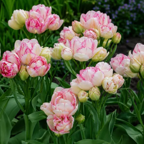 Tulipán Belicia – bielo-ružový viackvetý Tulipán Belicia – bielo-ružový viackvetý