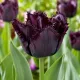 Tulipán Black Jewel – tmavý strapkatý tulipán