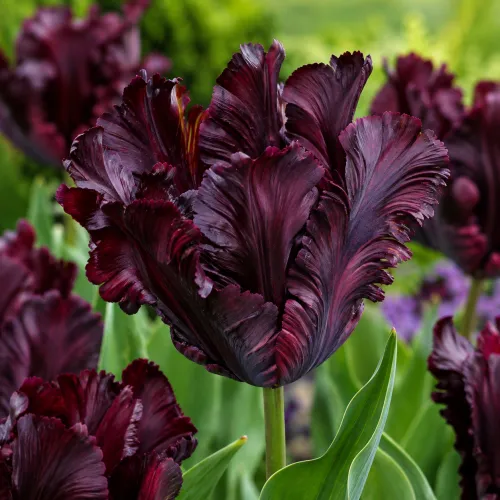Tulipán Black Parrot – tmavý papagájovitý