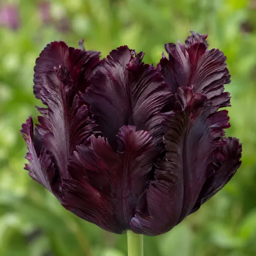 Tulipán Black Parrot – tmavý papagájovitý