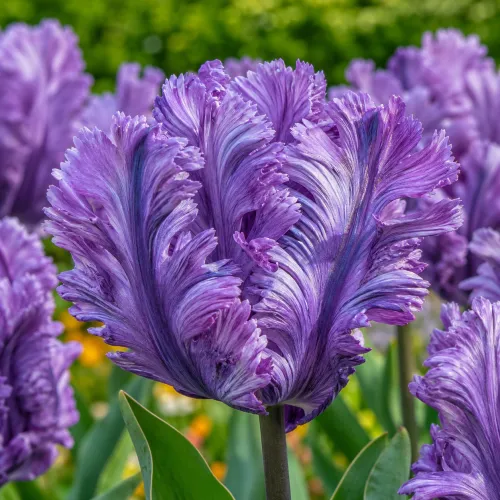 Tulipán Blue Parrot – modrofialový papagájovitý