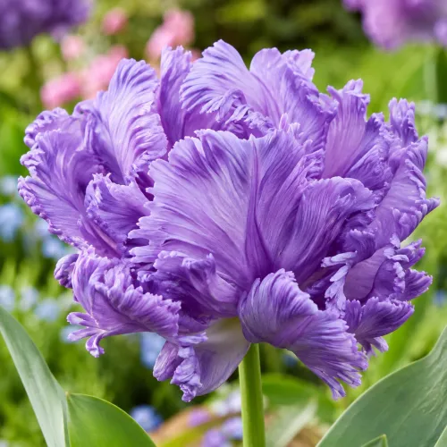 Tulipán Blue Parrot – modrofialový papagájovitý