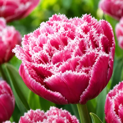 Tulipán Brest – ružovo-biely plný strapkatý tulipán