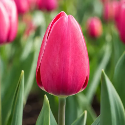 Tulipán Bucuresti – ružovo-červený triumph tulipán