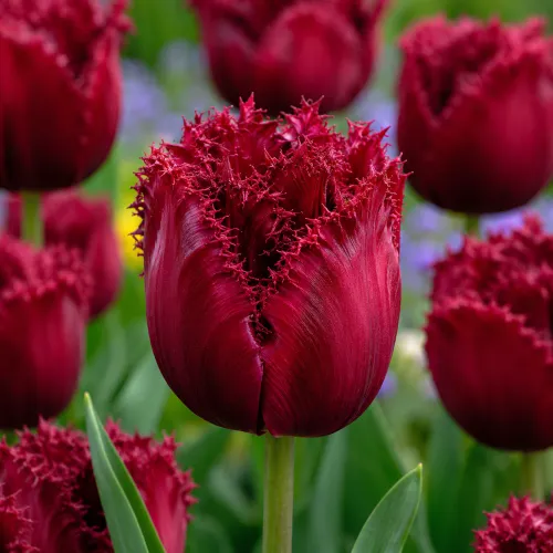 Tulipán Burgundy Lace – bordový strapkatý tulipán