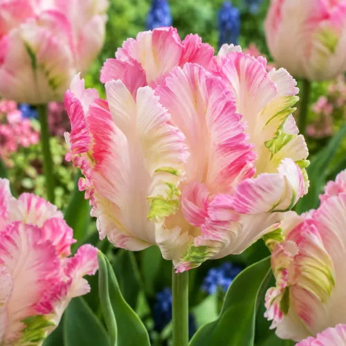Tulipán Cabanna – ružovo-krémový papagájovitý