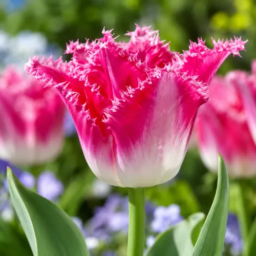 Tulipán Cacharel – ružovo-biely strapkatý tulipán Tulipán Cacharel – ružovo-biely strapkatý tulipán