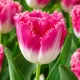 Tulipán Cacharel – ružovo-biely strapkatý tulipán