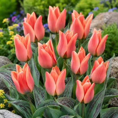 Tulipán Calypso – lososový Greigii