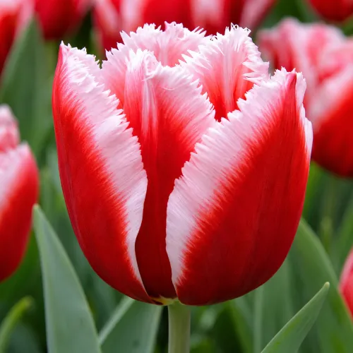 Tulipán Canasta – červeno-biely strapkatý tulipán