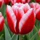 Tulipán Canasta – červeno-biely strapkatý tulipán 