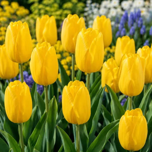 Tulipán Candela – žltý Fosteriana Tulipán Candela – žltý Fosteriana