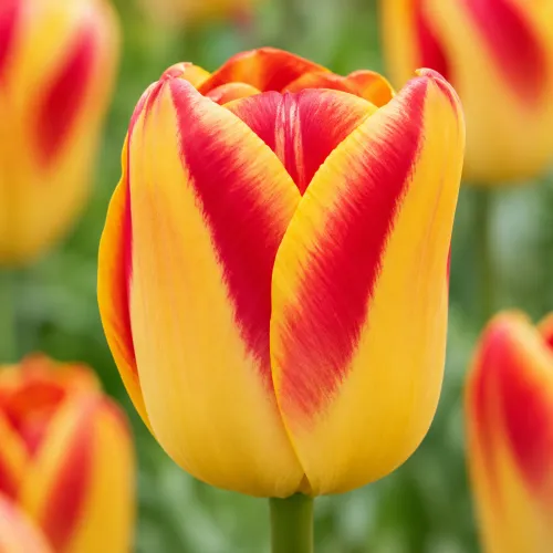 Tulipán Candy Corner – žlto-červený triumph