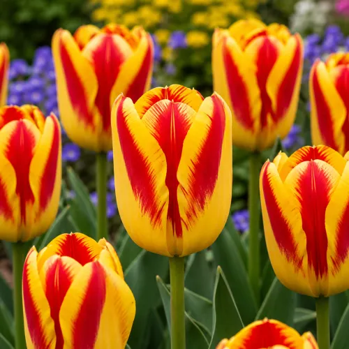 Tulipán Cape Town – žlto-červený triumph