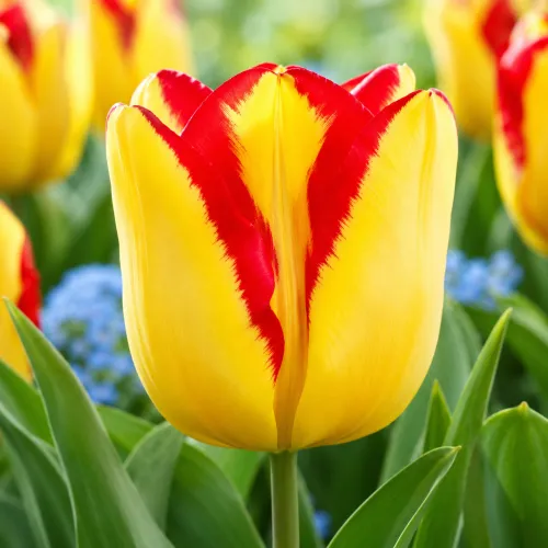 Tulipán Cape Town – žlto-červený triumph