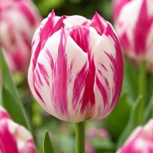 Tulipán Caramba – ružovo-biely triumph