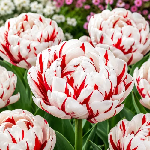 Tulipán Carnaval de Nice – plnokvetý tulipán