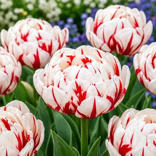 Tulipán Carnaval de Nice – plnokvetý tulipán