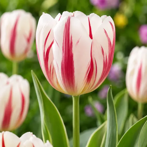 Tulipán Carnaval de Rio – bielo-červený triumph tulipán Tulipán Carnaval de Rio – bielo-červený triumph tulipán