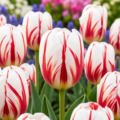 Tulipán Carnaval de Rio – bielo-červený triumph tulipán Tulipán Carnaval de Rio – bielo-červený triumph tulipán