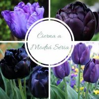 Tulipan Čierna a Modra Seriá