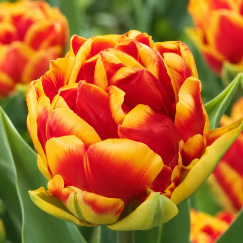 Tulipán Cilesta – žlto-červený plnokvetý tulipán