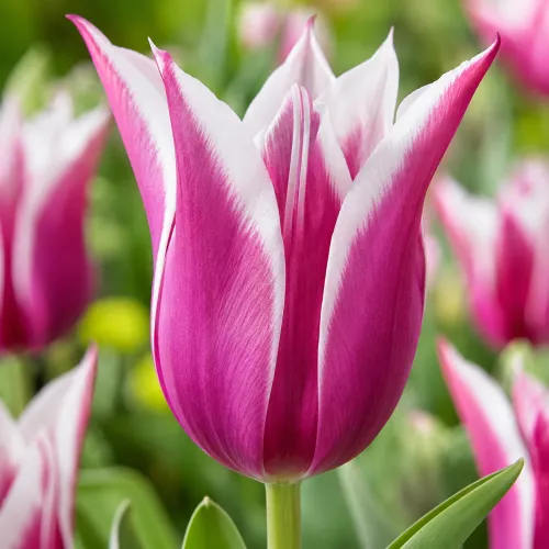 Tulipán Claudia – fialovo-biely ľaliokvetý