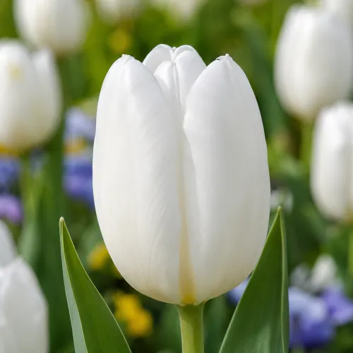 Tulipán Clearwater – biely triumph Tulipán Clearwater – biely triumph
