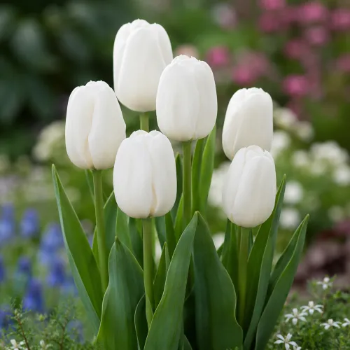 Tulipán Clearwater – biely triumph Tulipán Clearwater – biely triumph