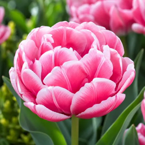 Tulipán Columbus – ružovo-biely plnokvetý tulipán