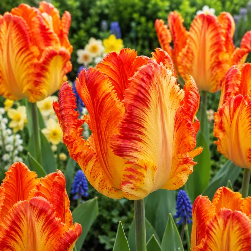 Tulipán Comet – žlto-oranžový papagájovitý Tulipán Comet – žlto-oranžový papagájovitý