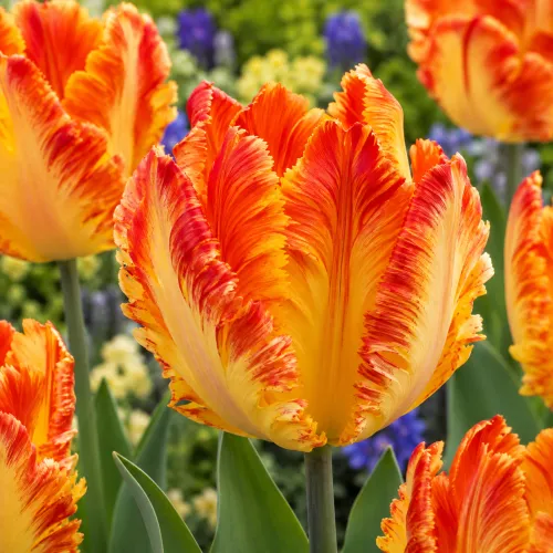 Tulipán Comet – žlto-oranžový papagájovitý