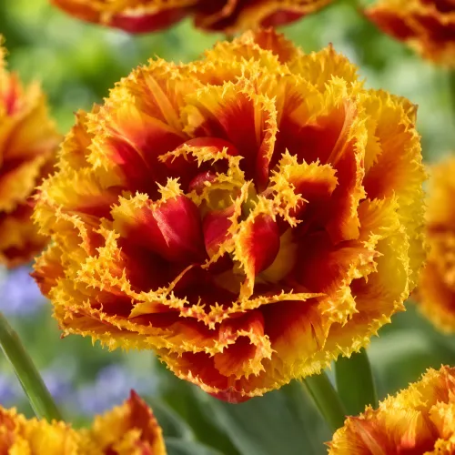 Tulipán Crispion Beauty – plný strapkatý tulipán