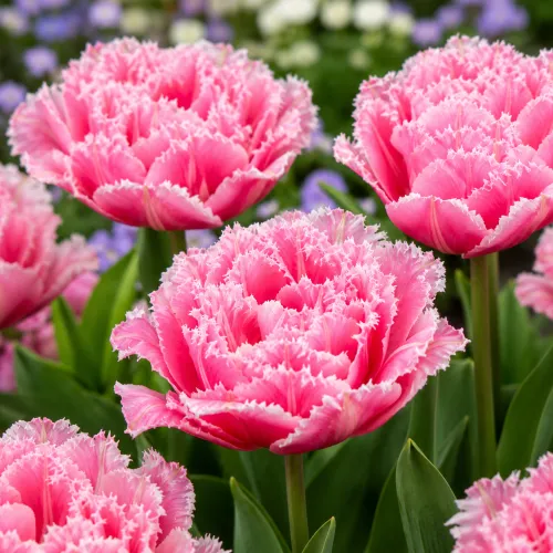 Tulipán Crispion Sweet – plný strapkatý tulipán