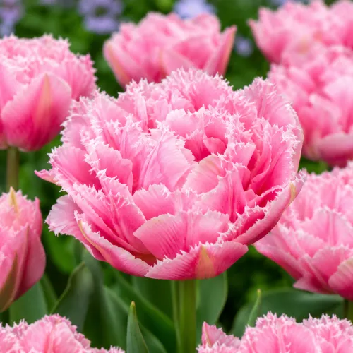 Tulipán Crispion Sweet – plný strapkatý tulipán